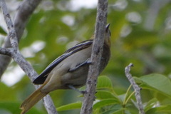 Icterus bullockii