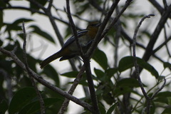 Icterus bullockii