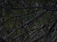 Passerina leclancherii