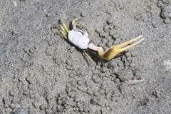 Leptuca leptodactyla