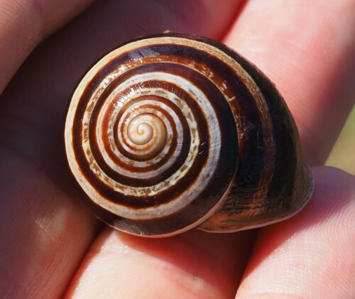 Eobania vermiculata