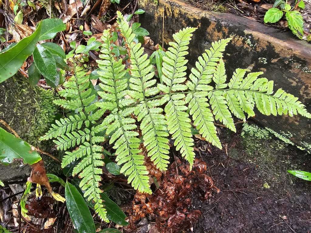Dryopteris formosana