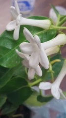 Stephanotis floribunda