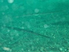 Fistularia commersonii