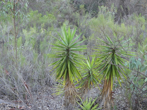 Yucca gigantea