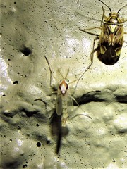 Coelotanypus concinnus