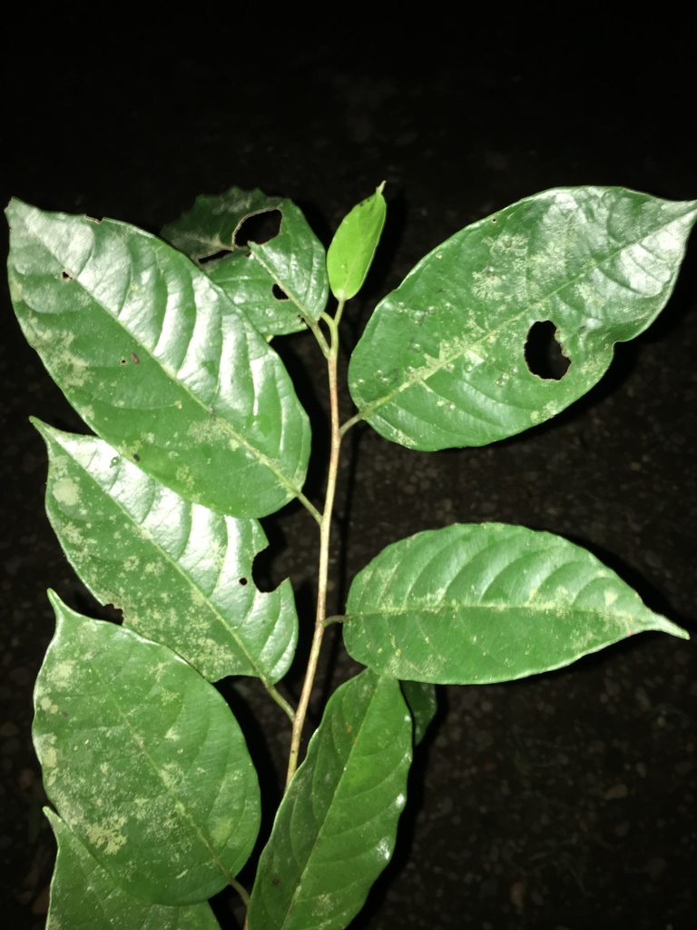 Dendrobangia