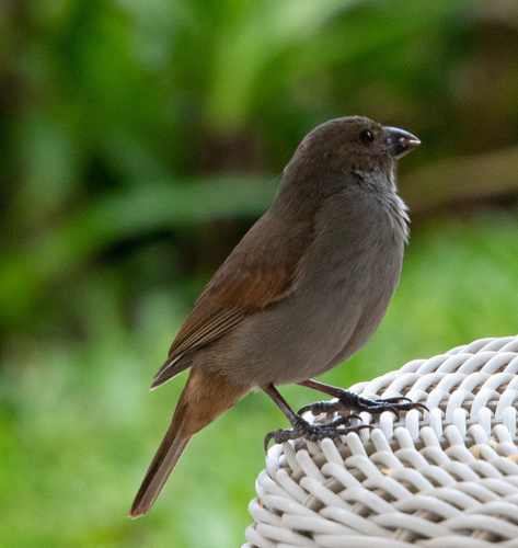 Barbados Bullfinch (Loxigilla barbadensis), photo 6
