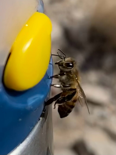 Bee