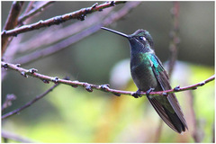 Eugenes fulgens