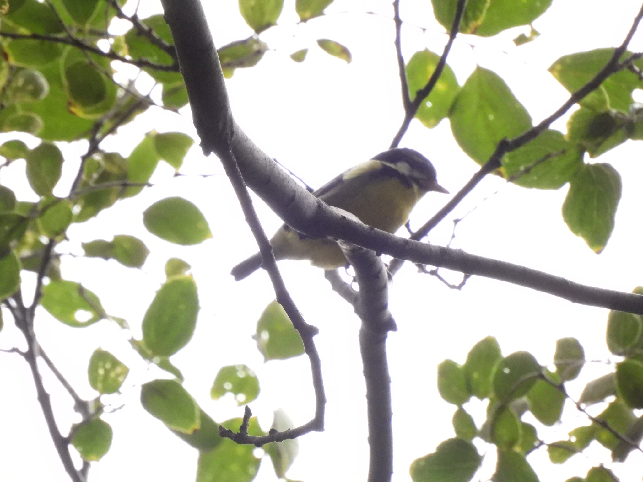 Yellow-bellied Tit