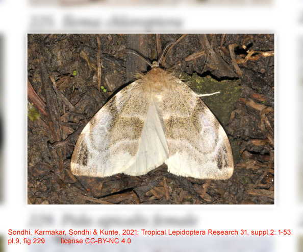 Pida apicalis