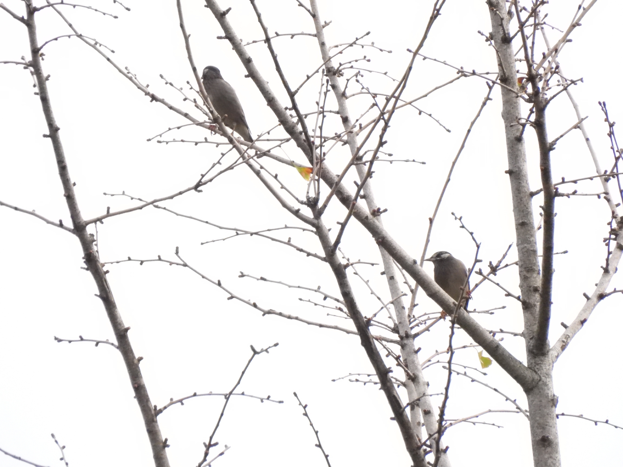 White-cheeked Starling