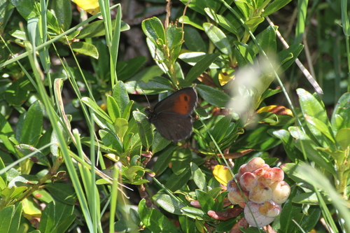 Photo of Large Ringlet (Erebia euryale)