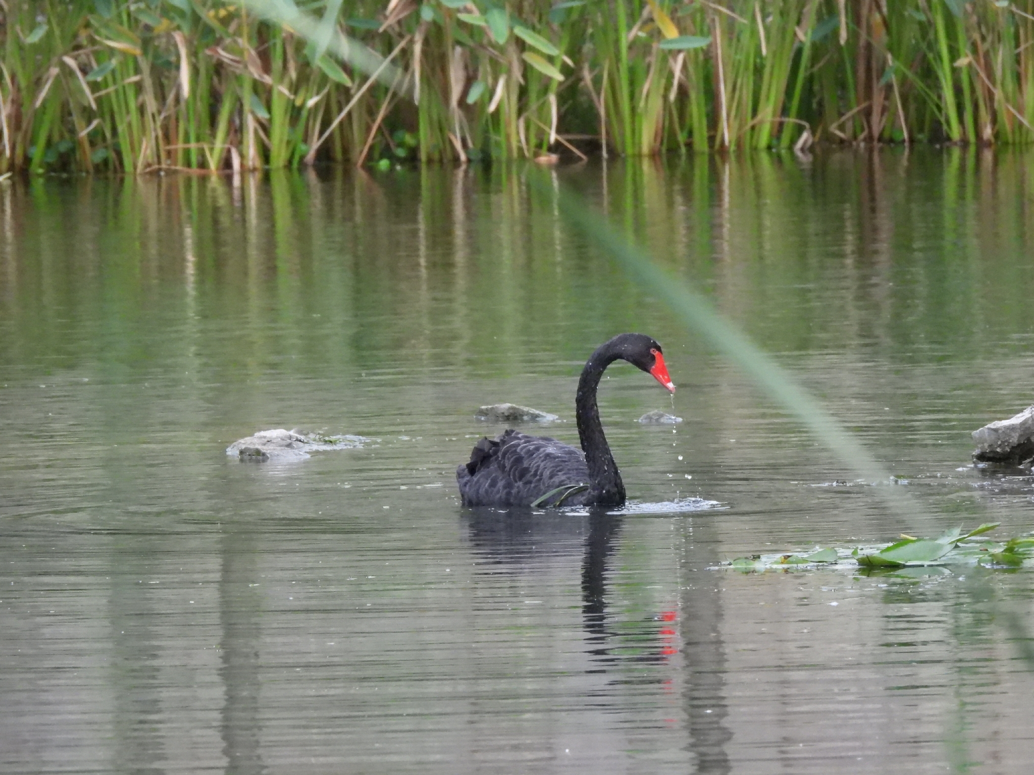 Black Swan