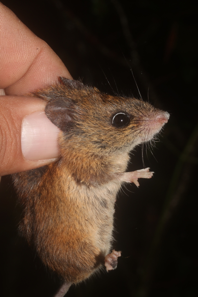 Volcano Harvest Mouse