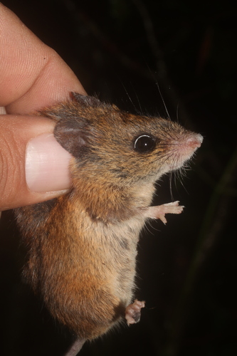Volcano Harvest Mouse