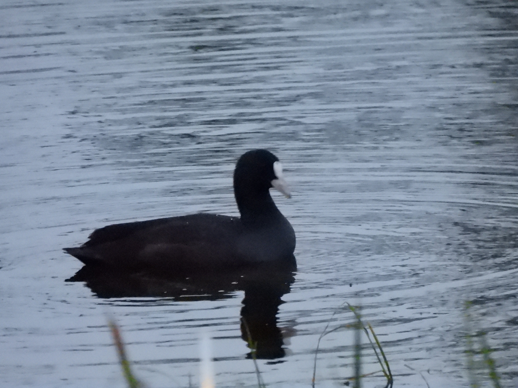 Eurasian Coot