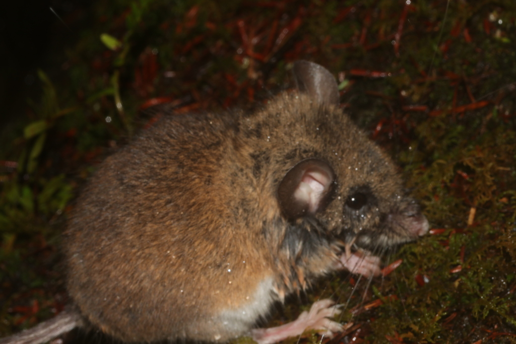 Nimble-footed Deermouse