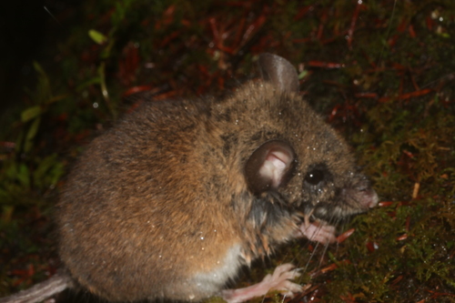 Nimble-footed Deermouse
