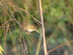 Ammodramus savannarum