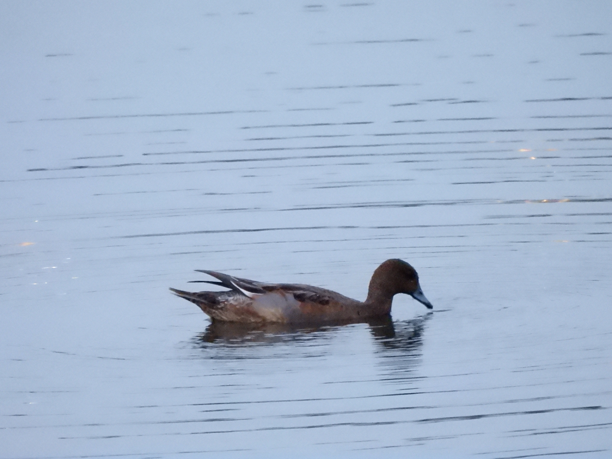 Eurasian Wigeon