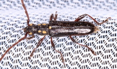 Strongylurus ceresioides