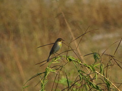 Spiza americana