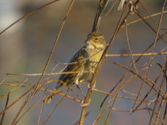 Spiza americana