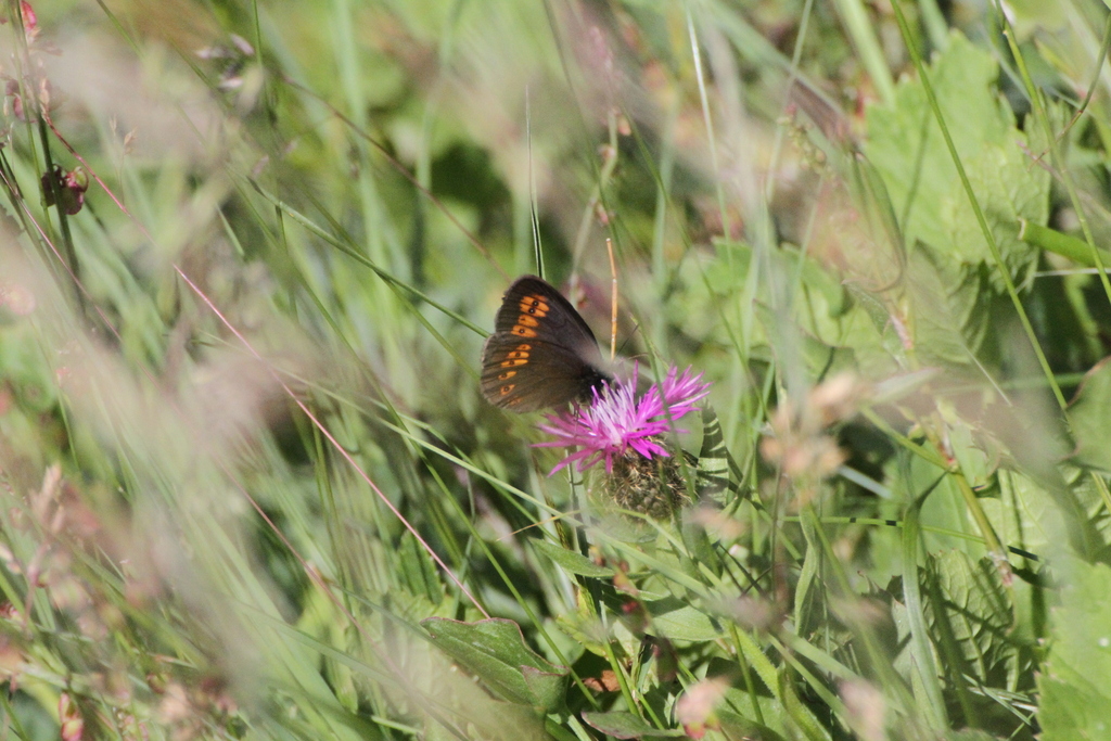 Almond-eyed Ringlet