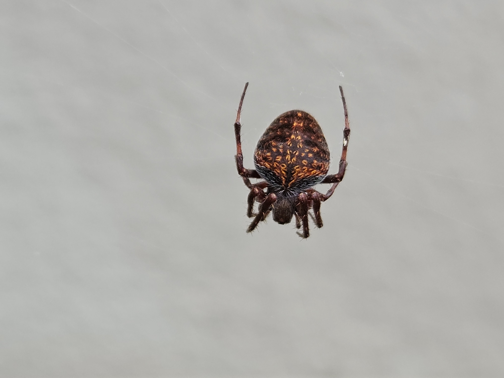 Araña tejedora de puntos