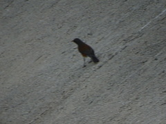 Turdus rufopalliatus