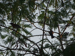Turdus rufopalliatus