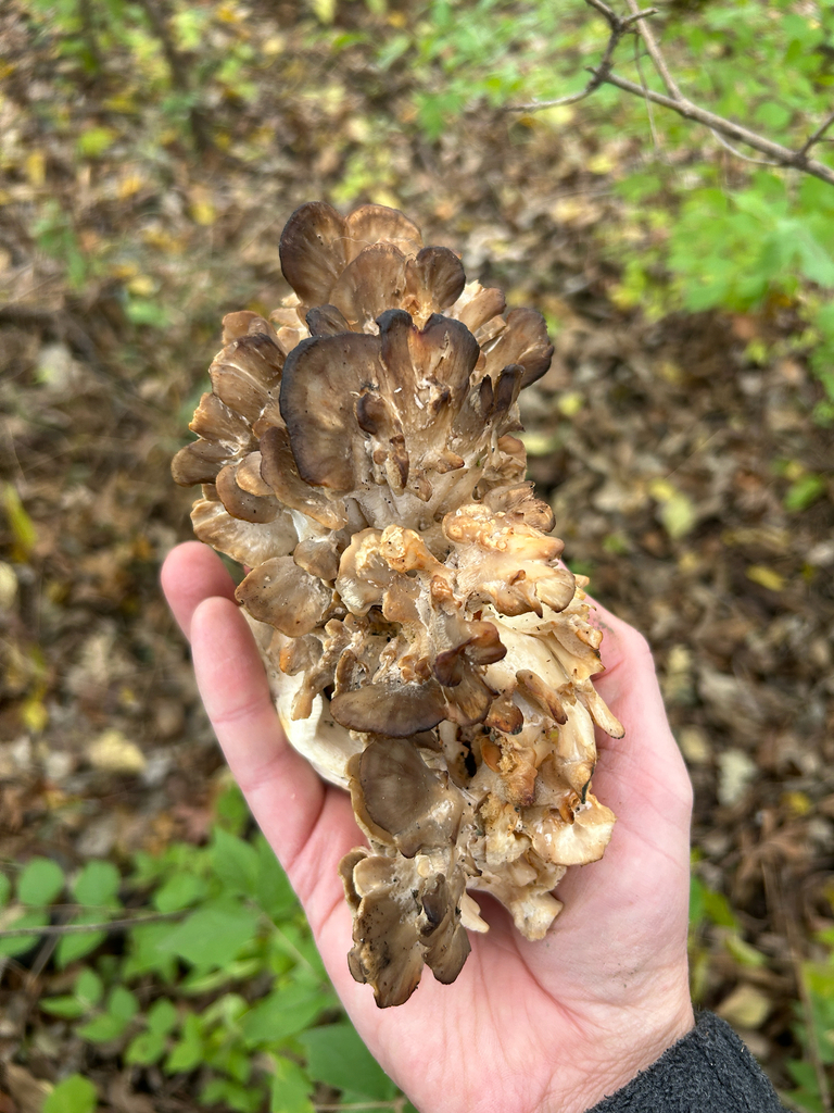 Grifola frondosa · October 2025 · photo: © kefreecomo (iNaturalist, cc-by)