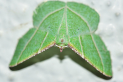 Dichorda illustraria