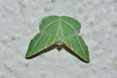 Dichorda illustraria