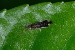 Zeala walkerae