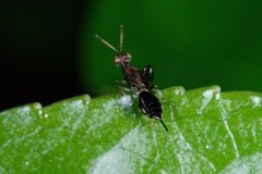 Zeala walkerae