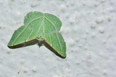 Dichorda illustraria