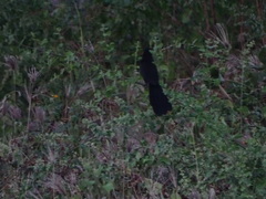 Crotophaga sulcirostris