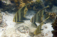 Platax boersii