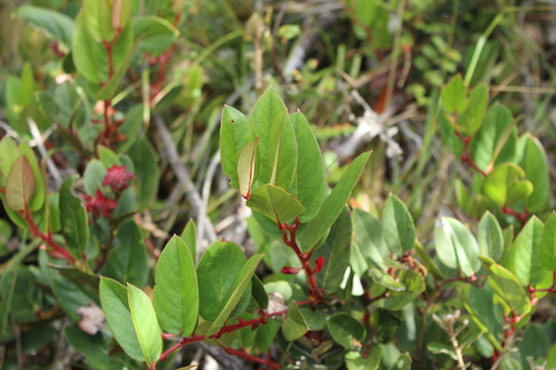 Gaultheria rigida, photograph 1