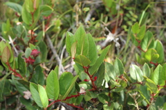 Gaultheria rigida