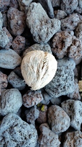 Echinocardium cordatum
