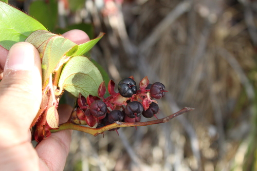 Gaultheria rigida