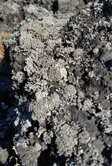 Stereocaulon vesuvianum