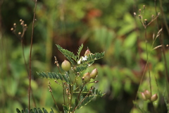 Astragalus neglectus