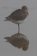 Calidris alpina
