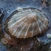 Cap-shaped False Limpet - Photo (c) Mike, some rights reserved (CC BY-NC), uploaded by Mike