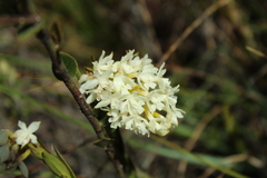 Epidendrum chioneum